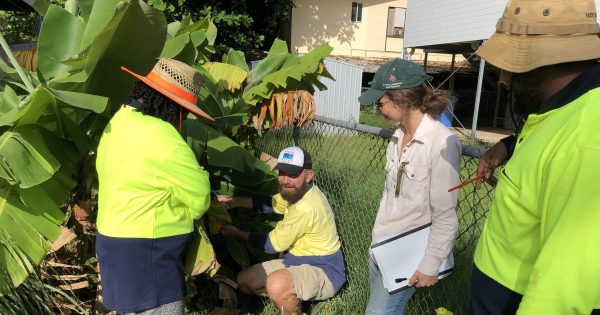 Biosecurity officers in the Torres Strait to inspect for exotic pests