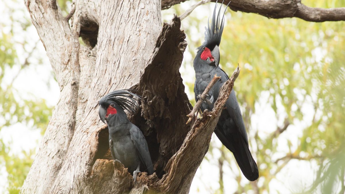 The palm cockatoo is a large smoky-grey bird with a large black beak and prominent red cheeks. Two of them are perched on a hollow tree while one holds a stick.