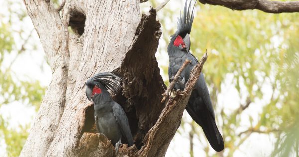 Rare Cape York drummer bird makes its own tools in musical pursuit