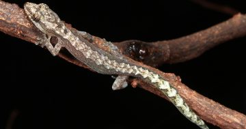 Scientists discover new Cape York gecko