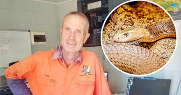 Cape York farmer lives to tell tale after taipan bite
