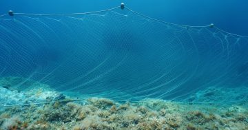 Albanese Government failed to consult their own fishing bodies before banning gillnets