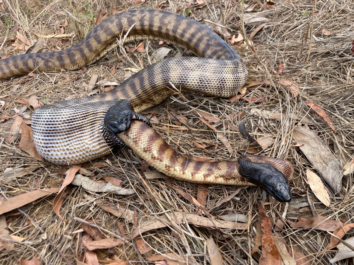 A larger Black-headed python in the middle of swallowing a smaller Black-headedPython.