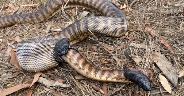 Python cannibalism caught on camera in Cape York's wild