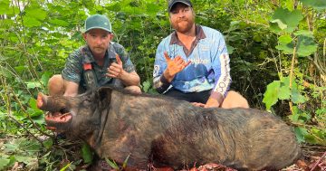 Almost 10 tonnes of feral pigs eradicated at Cooktown Hog Hunt