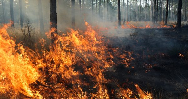 SMOKE ALERT: Kulla (McIlwraith Range) National Park (13-14 June)