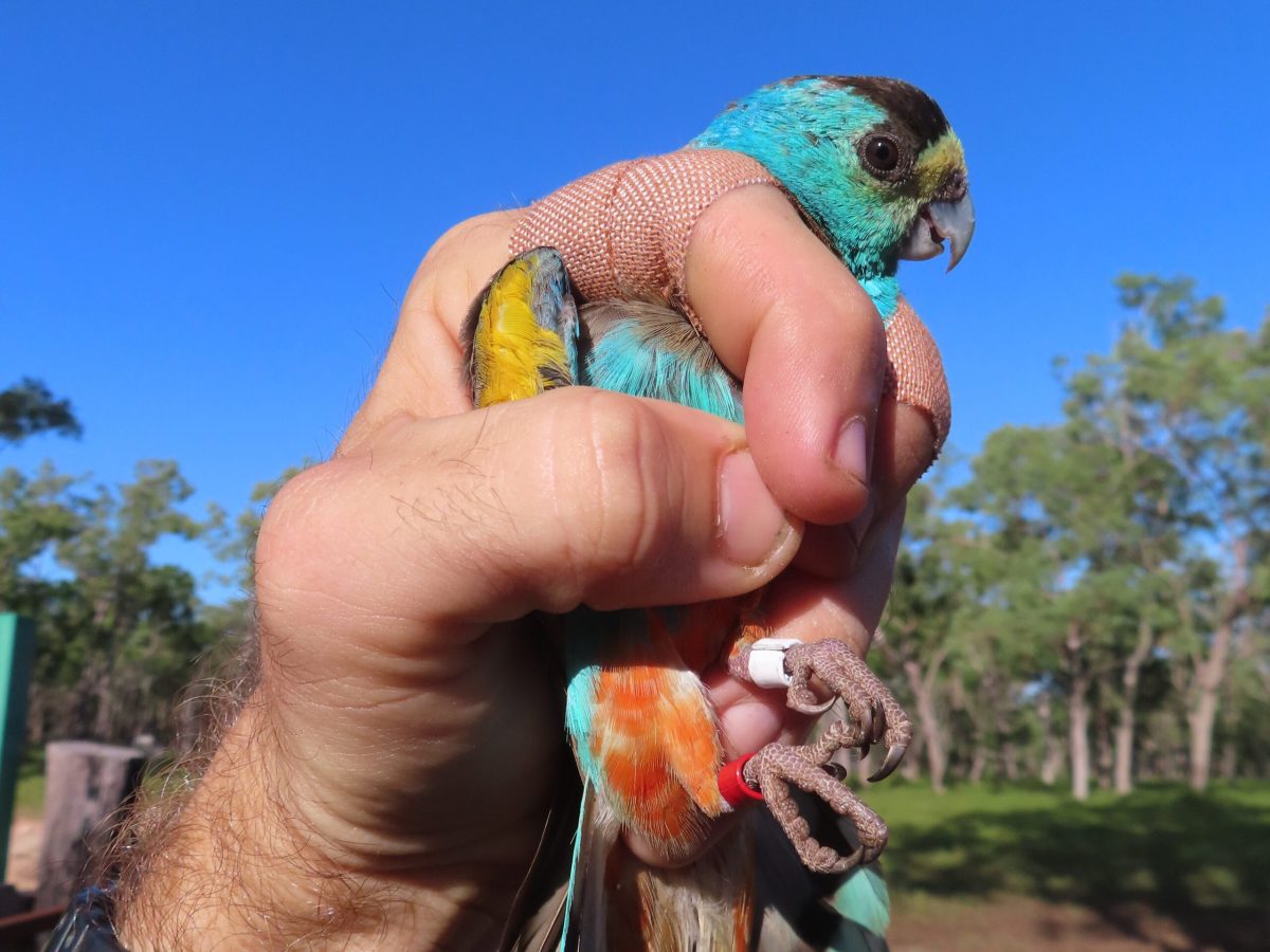 Hand holding up a golden-shouldered parrot