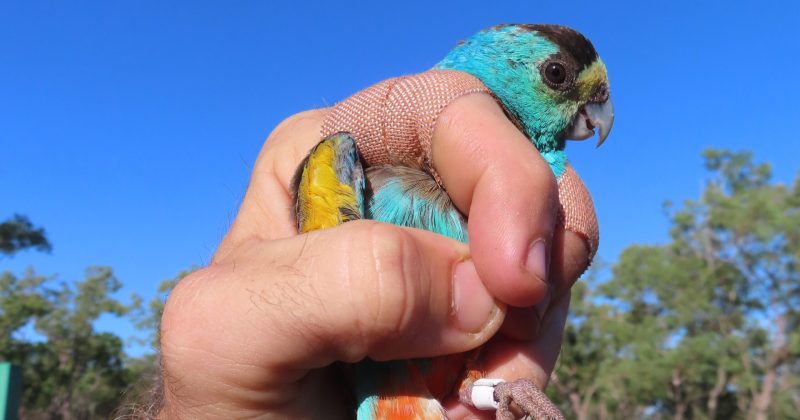 Protection of rare Cape York bird a huge success