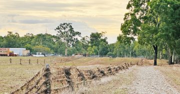 Tough times for Cape York's graziers and growers