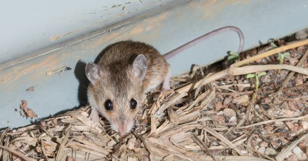 Wik-Mungkan name for new rodent species