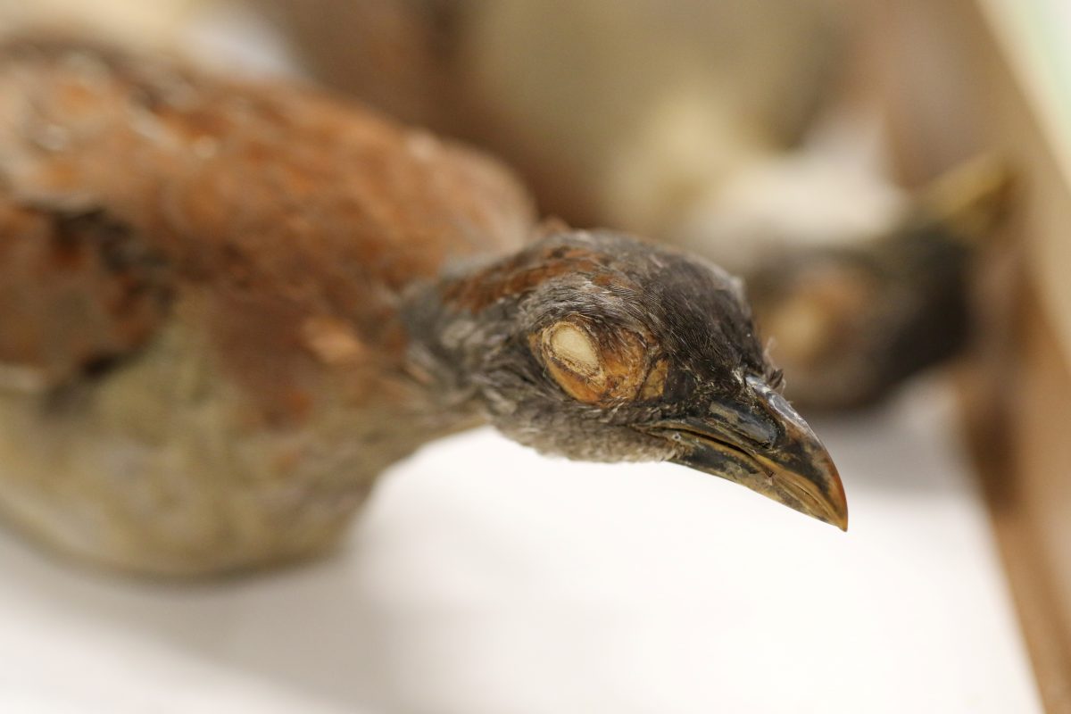 Buff-breasted button-quail artefact
