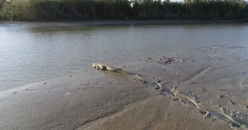 New research aims to boost safety in croc country