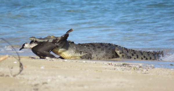 Cape croc takes bite out of migratory tourist’s visit