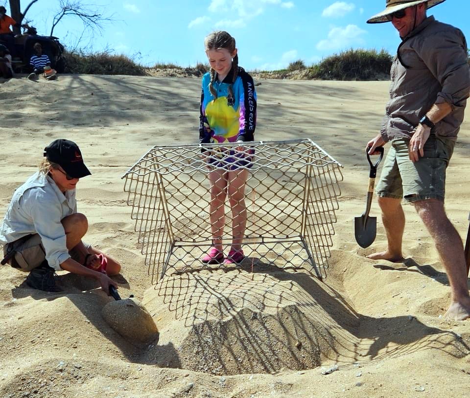 Turtle nest protection cage