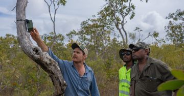 Cape York might be home to lost bird species last seen 100 years ago