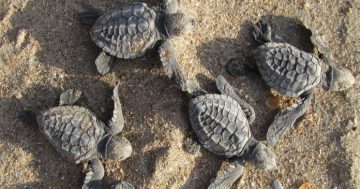 Shade may be key to saving turtles