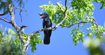 Partnership gives flight to western Cape palm cockatoo research
