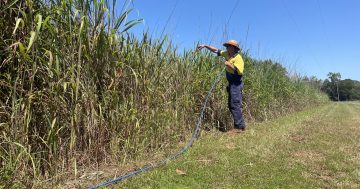 Taskforce commences annual Cape gamba grass eradication