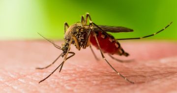 Mer Island dengue outbreak triggers mosquito warning