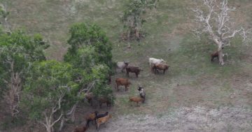 Cape York feral cattle cull targets four key national parks