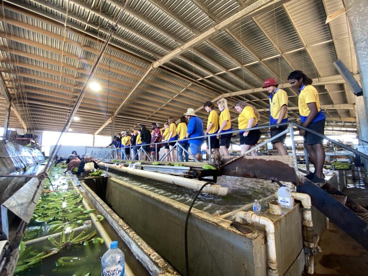 Behind-the-scenes in a banana plantation