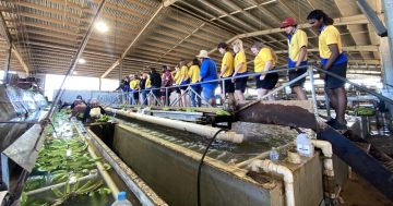 NQ ag tour inspires Cooktown State School students