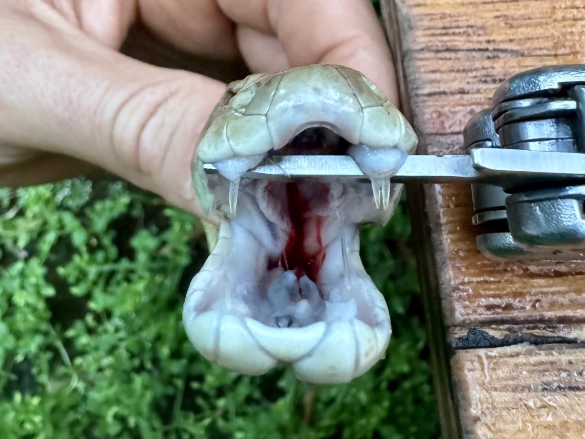 Three-fanged taipan