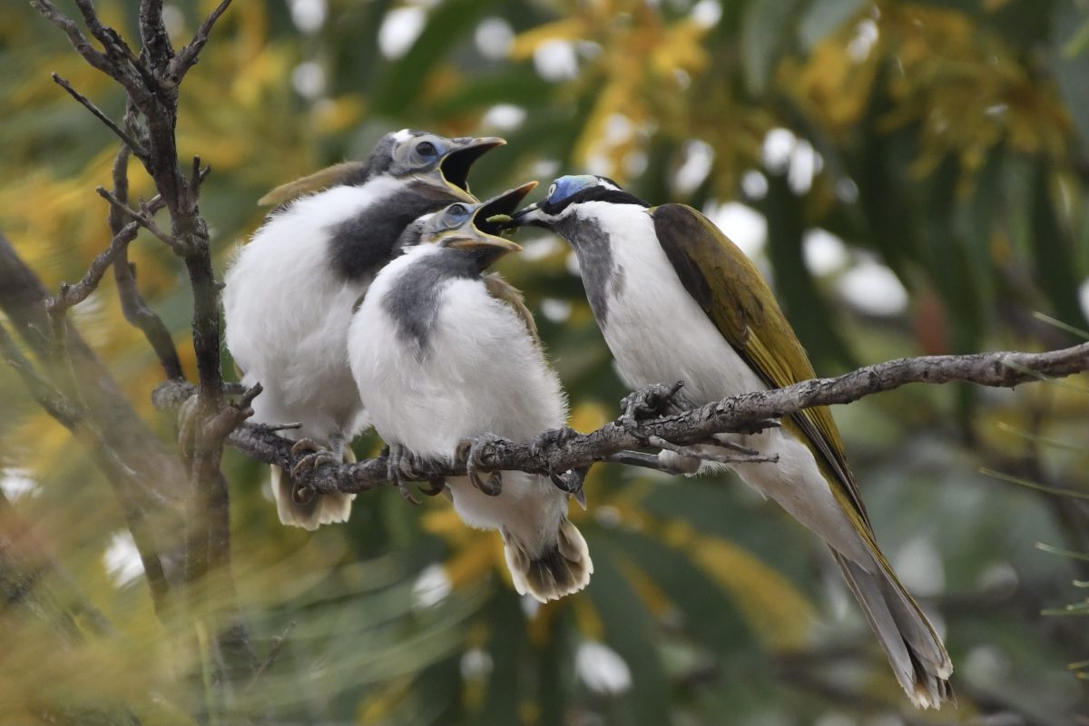 Blue-faced honeyeaters