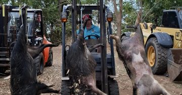 Record numbers for Weipa pig hunt