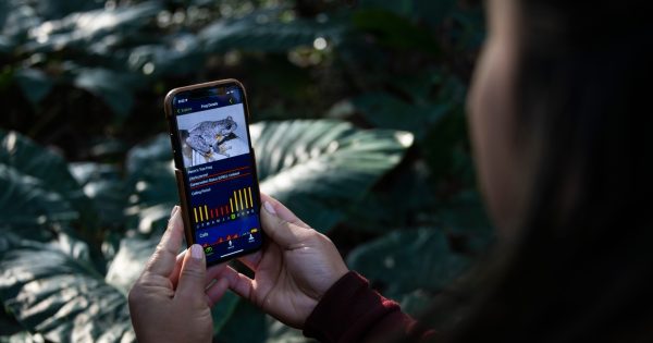 Wujal Wujal top priority for biggest frog research project