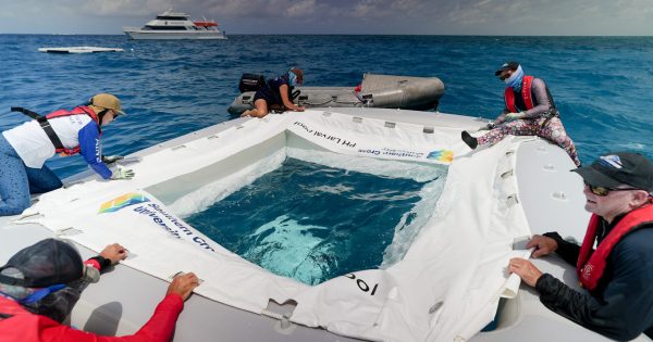 Coral IVF helps precious reef create new life