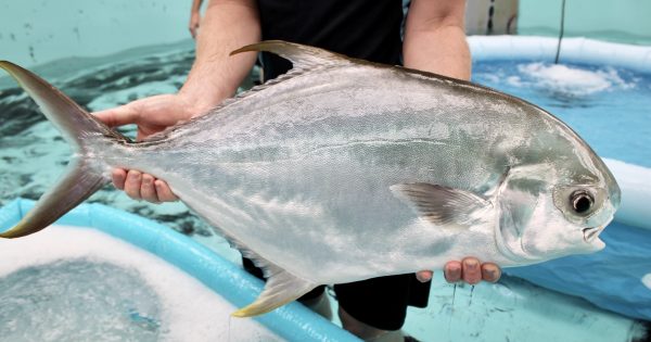 New fish variety could provide $1b economic boost: CSIRO