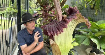 Seven years in the making: Cooktown's 'corpse flower' blooms at last