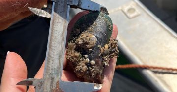 Biosecurity threat 'mussels' into Weipa waters