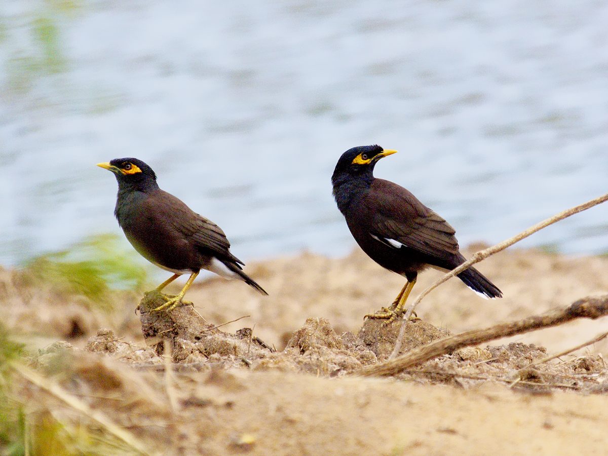 Indian Myna pair