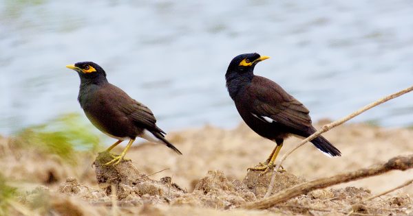 We may be resource rich, but no Weipa welcome mat for unwanted mynas