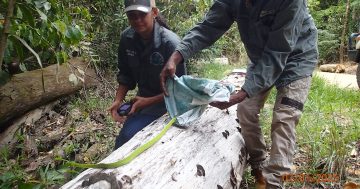 ‘Near threatened’ snakes returned to wild following Cape York vehicle interception, seizure