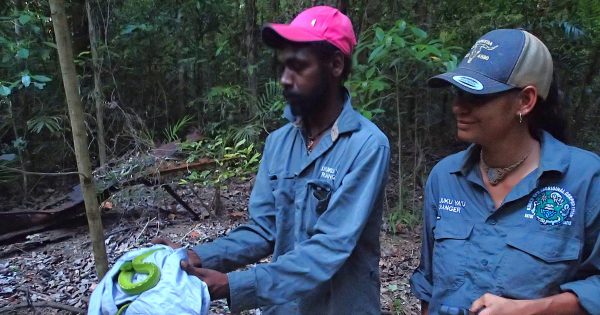 Investigation into alleged New Year’s Eve Cape York snake poaching continues