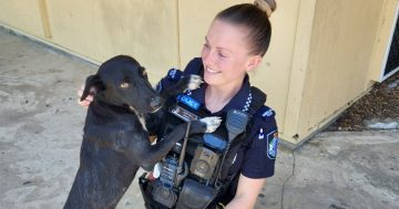 Heart-of-gold cop saves Pormpuraaw pups from life of suffering