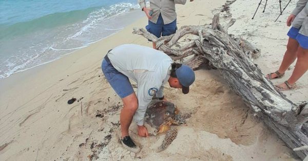 Rangers rescue critically endangered pregnant turtle during Cape York trip