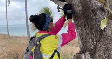 Torres Strait produce under threat from Oriental fruit fly