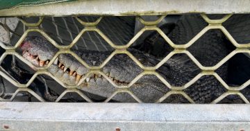‘Problem crocodile’ removed from river near popular Rossville campground