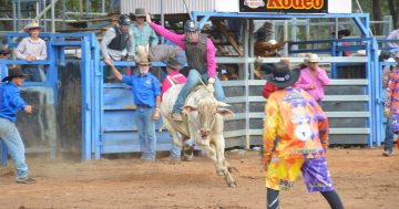 Laura buckles up for rodeo thrills, spills