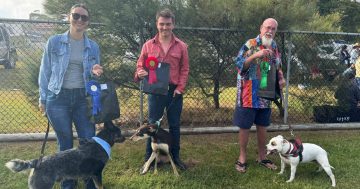 Cooktown hounds put best paw forward for show