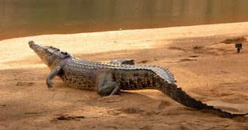 Kempton, Knuth at odds over crocodile management