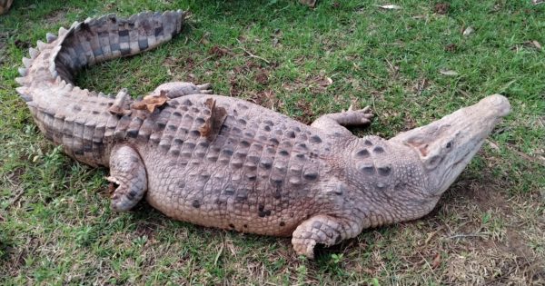 Beloved Croc Tent mascot returned by croc-nappers