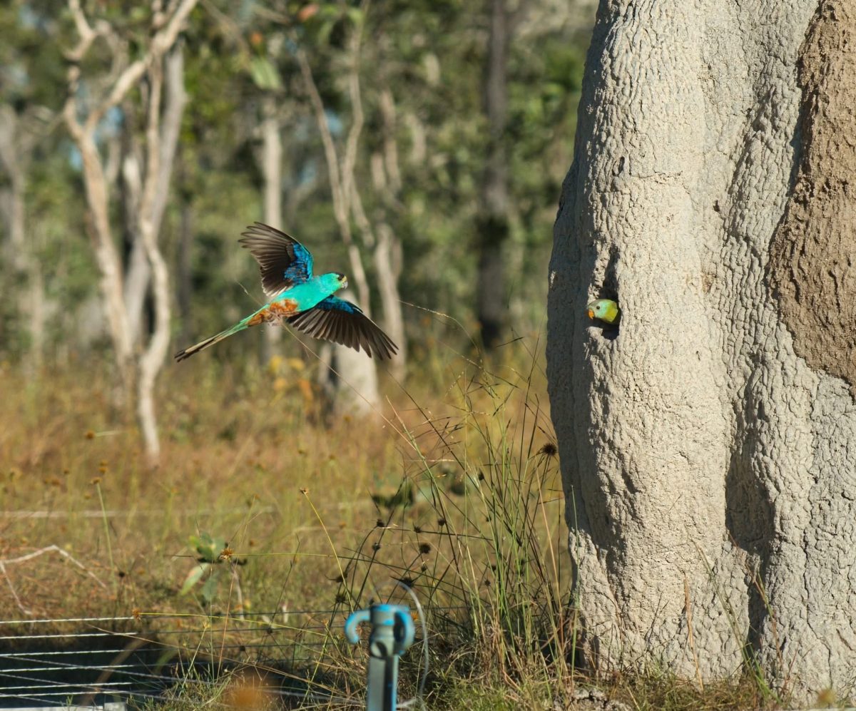 Golden-shouldered parrots
