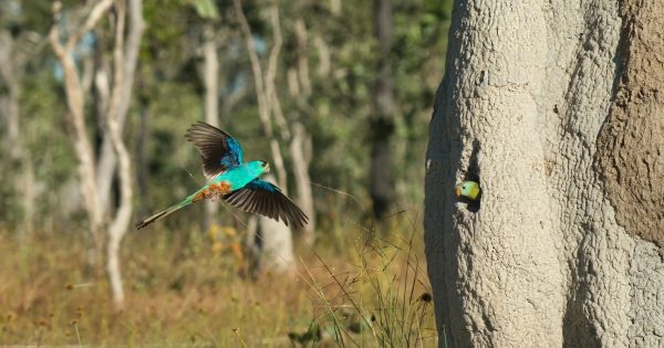 Golden-shoulder parrot survival rate takes flight with Artemis Station initiative