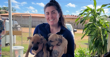 Teamwork gives Aurukun animals new lease on life