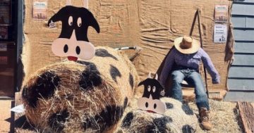 Weipa urged to show off creative flair for rodeo
